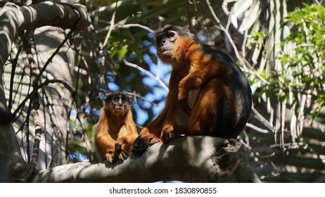 Animals Of Bijilo Forest Park, The Gambia