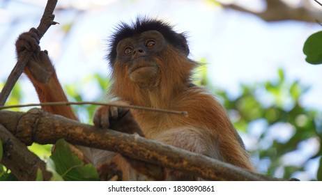 Animals Of Bijilo Forest Park, The Gambia