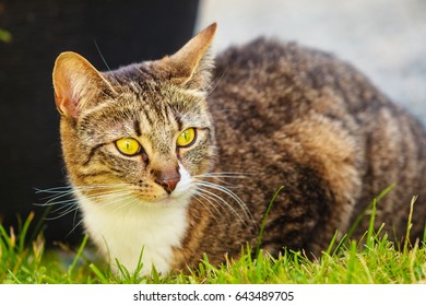 Animals. Brown Tabby Cat Enjoying Himself Outdoor In Garden, Warming In The Sun