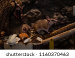 animals in captivity