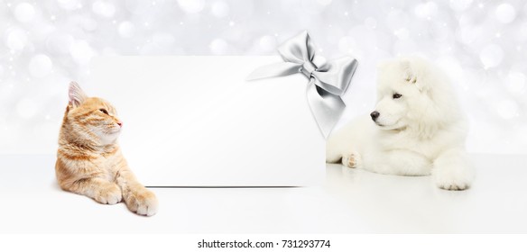 animals christmas theme, cat and dog with gift card and silver satin ribbon bow