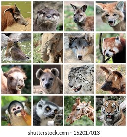 Animals Collage With Potamochoerus, Otter, Wallaby, Maned And Grey Wolf, Capybara, Elephant, Red Panda, Camel, Hyena, Snow Leopard, Lycaon, Squirrel Monkey, Maki Catta, Giraffe, Tiger Portrait