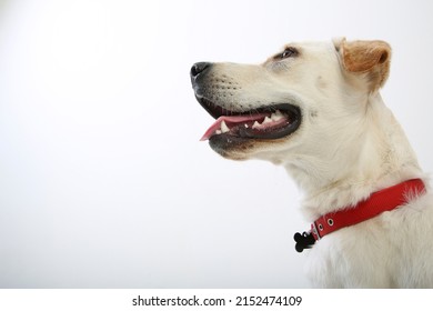 Animals Dogs Labrador Retriever with Red Collar Dog Face