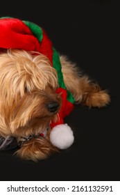 Animals Dogs Yorkshire Terrier Breed In Santa Elf Disguise