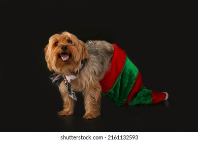 Animals Dogs Yorkshire Terrier Breed In Santa Elf Disguise