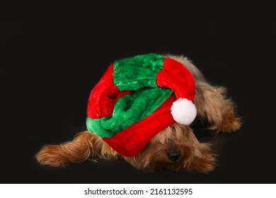 Animals Dogs Yorkshire Terrier Breed In Santa Elf Disguise