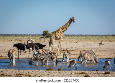 Animals Drinking Water In A Waterhole Inside The Etosha National Park, Namibia, Africa