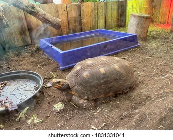 Animals From The Dyreparken Zoo In Kristiansand