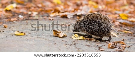 Animals and the environment. Hedgehog. Wild, local, European hedgehog in autumn in the park., Scientific name: Erinaceus Europaeus. Blurred background.