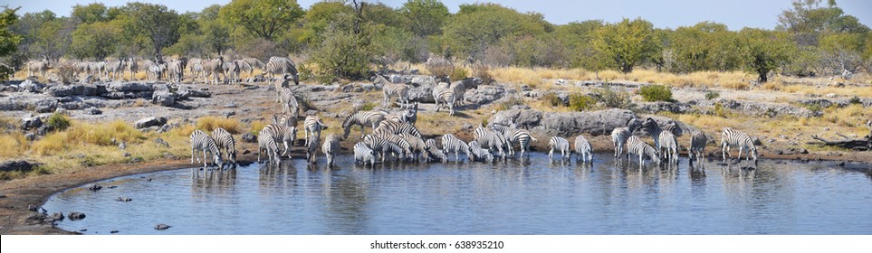 Animals In Etosha National Park