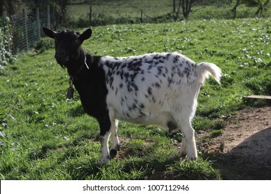 animals in the field