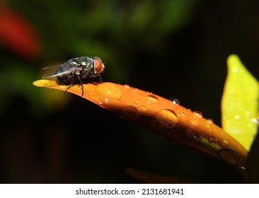 animals, flies with large and beautiful red eyes and metallic blue body colors, which perch on leaves in garden areas in the yard of the house, this type is better known as house flies.
