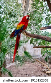 Animals Found At The Phoenix Zoo