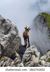 Animals In The French Mountain