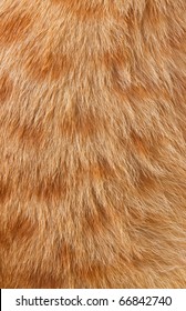 Animal's Fur Texture