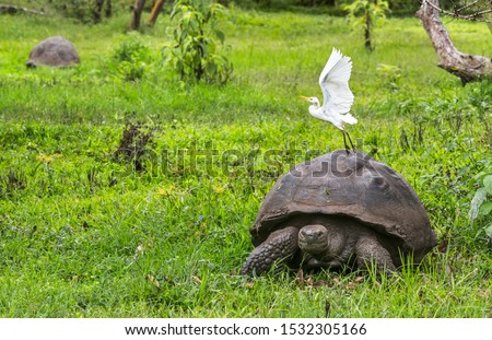 Animals. Galapagos Giant Tortoise with egret bird, on Santa Cruz Island in Galapagos Islands. Animals, nature and wildlife close up of tortoise in the highlands of Galapagos, Ecuador, South America.
