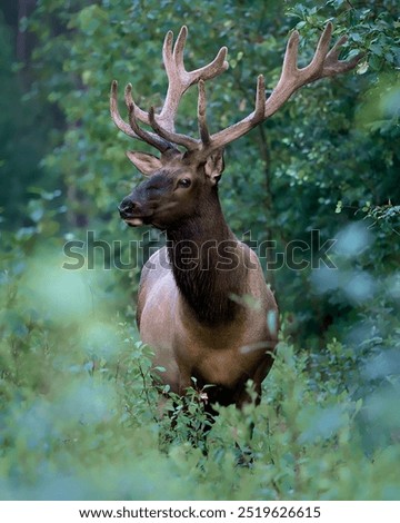 Similar – Rocky Mountain Elk (lat. Cervus canadensis), Canada