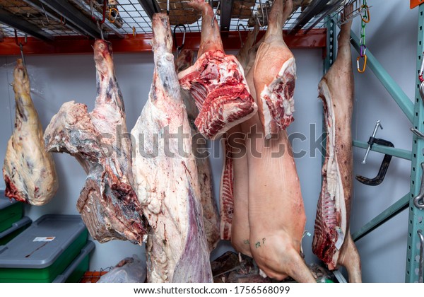 Animals hang in a meat locker in a butcher\
shop refrigerator