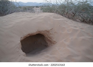 Animal's Hole In A Ground Of Desert