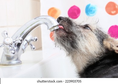 Animals At Home - Close Up Dog Funny Mutt Puppy Pet In Bathroom Sink Drinking Water