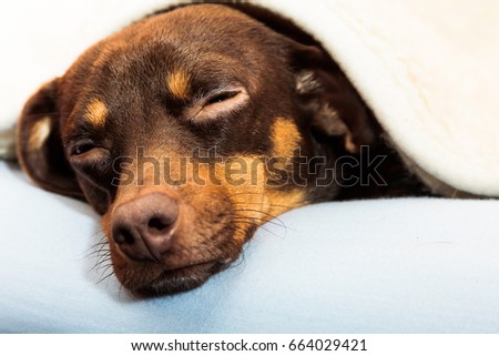 Similar – Image, Stock Photo Tired in bed Animal Pet