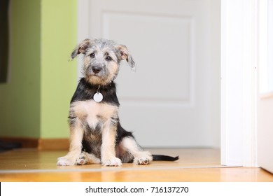 Animals At Home - Dog Cute Mutt Puppy Pet Sitting On Floor Indoor