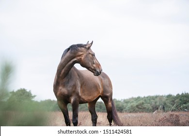 Animals (horses And Dogs) Horse Photography