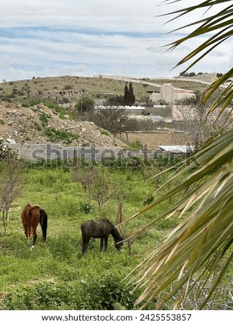 animals horses green sky tree palm tree Beautiful relaxation countryside village