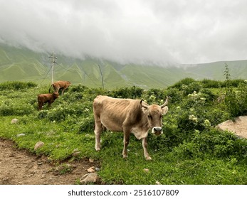 The animals, including cows, horses and bulls, thrive in this ancient farming landscape, set against the scenic backdrop of open fields, creating a serene and natural environment. - Powered by Shutterstock