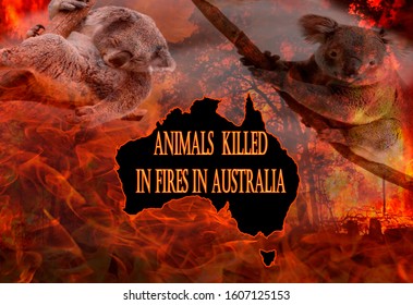 Animals Killed In Fires In Australia, Koala Dit In Fire