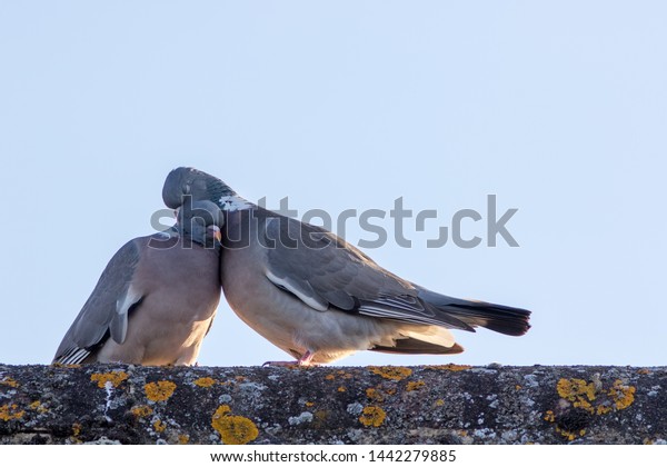 Animals in love.\
Breeding pair of birds preening with affection. Wood pigeon showing\
emotional engagement as they preen on a roof top. Emotion and\
feelings in a common\
pest!