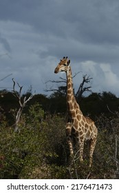 Animals In Mapungubwe National Park