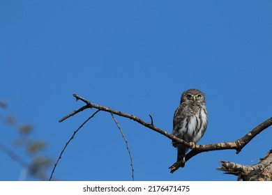 Animals In Mapungubwe National Park