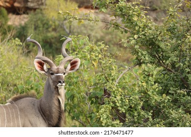 Animals In Mapungubwe National Park