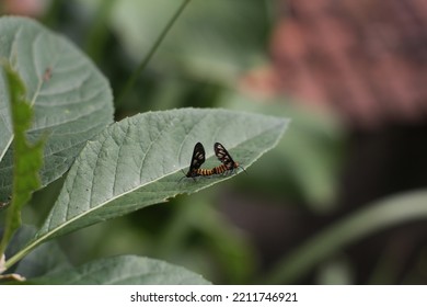 
Animals Mating On Green Leaves, 9 October 2022