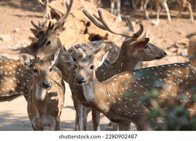 Animals are multicellular eukaryotes whose cells are bound together by collagen.