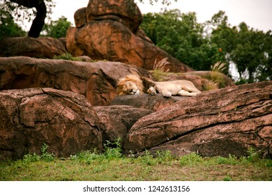 Animals in Nature - Shutterstock ID 1242613156