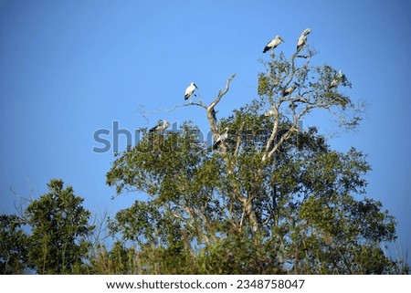 Animals in nature : Asian Openbill Stork (Anastomus oscitans) is a large wading bird in the stork family Ciconiidae resting on the tree.selective focus.