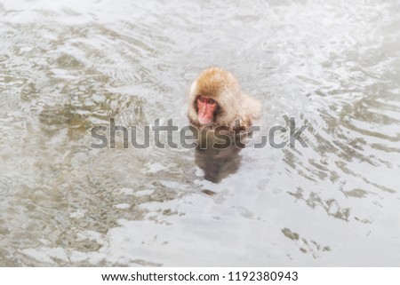 Similar – Image, Stock Photo Japanese Onsen