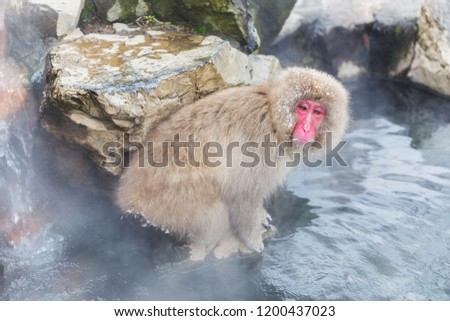 Similar – Image, Stock Photo Japanese Onsen