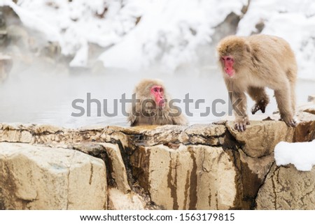 Similar – Image, Stock Photo Japanese Onsen