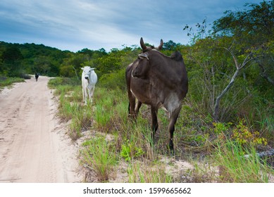 Animals often teach us to wait