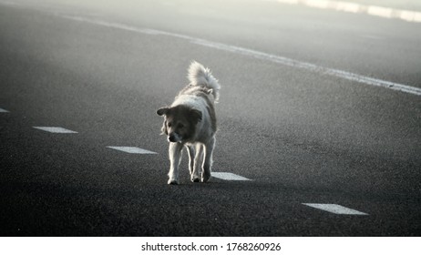 Animals On The Road. Lone Stray Dog Crosses Highway In Fog And Wanders Into Center Of Road Which Is Dangerous For It Ang Drivers. J-walk