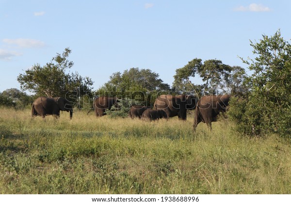 Animals on Safari in\
Kruger National Park