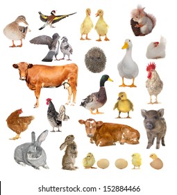 Animals On A White Background                      