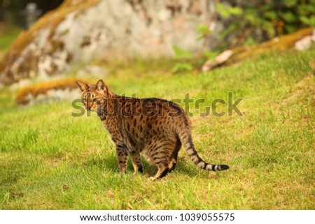 animals outdoors - beautiful brown and black stripped and spotted ocicat cat standing on a green grass in a garden with big rock in the background on a sunny day in Europe