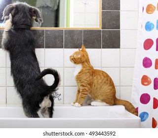 Animals Pets At Home Dog Puppy Mutt And Little Red Cat Kitten Playing Together In Bathroom Sink Looking At Mirror