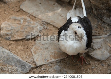 Animals Photography around Tehran City and Gardens (Birds) Pigeon