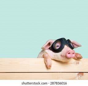 Animals, Pig, Piglet With Flying Goggles