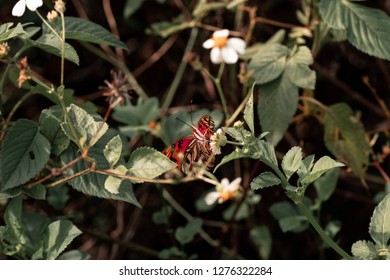 Animals and plants in the same environment.